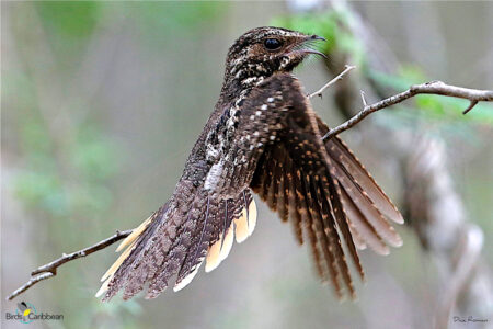 Hispaniolan-Nightjar
