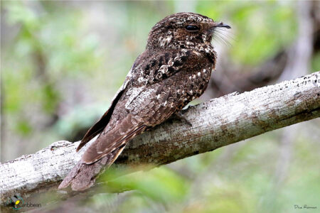 Hispaniolan Nightjar