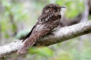 Hispaniolan Nightjar
