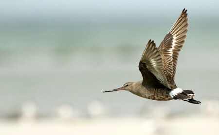 Hudsonian Godwit in flight 