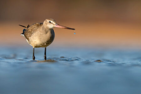 Hudsonian Godwit standin in water