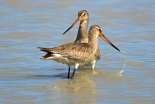 A pair of Hudsonian Godwits in Barbados.