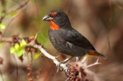 Lesser Antillean Bullfinch in St Vincent. (Photo by Jeff Gerbracht)