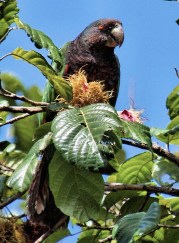 The Sisserou is endangered and endemic to Dominica. (Photo by Paul Reillo)
