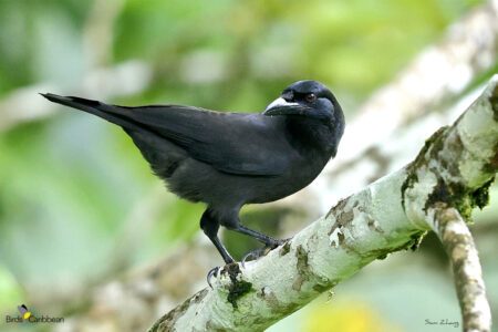 Jamaican Crow