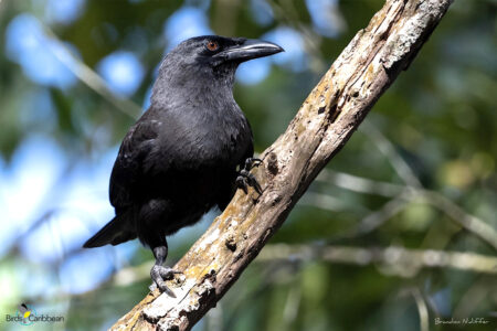 Jamaican Crow