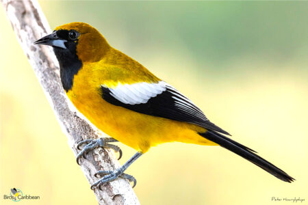 Male Jamaican Oriole