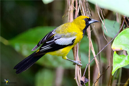 Jamaican Oriole