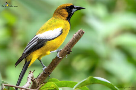 Jamaican Oriole