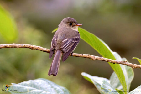 Jamaican Pewee
