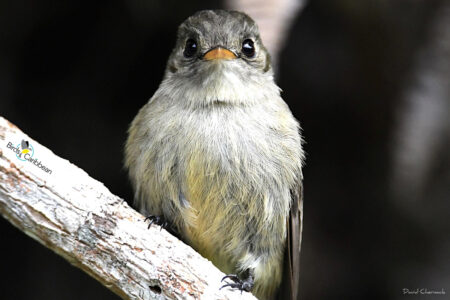 Jamaican Pewee