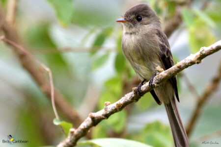 Jamaican Pewee