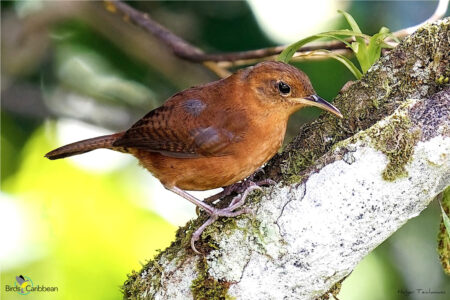 Kalinago Wren