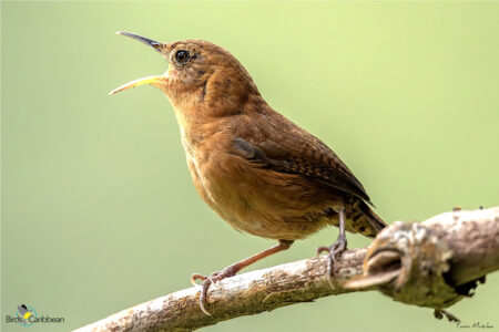 Kalinago Wren singing