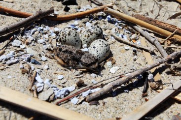 Photo of Killdeer nest with 3 eggs and one chick.