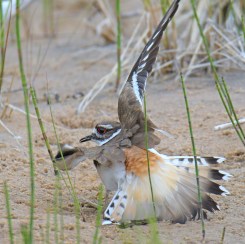 Photo of Killdeer performing its broken wing display with both wings and tail feathers fanned.