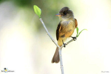 Lesser Antillean Pewee