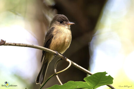 Lesser Antillean Pewee