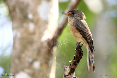 Lesser Antillean Pewee