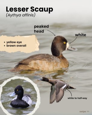 Lesser Scaup