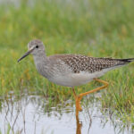 Lesser Yellowlegs