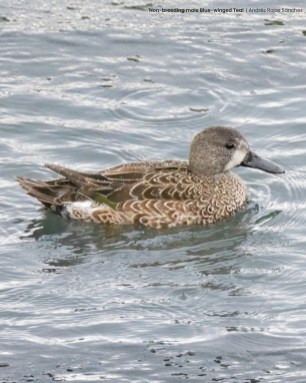 Male Blue-winged Teal eclipse plumage