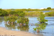 Mangroves at Cargill Salt Ponds.