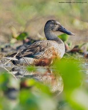 Northern-Shoveler-Non-breding-male