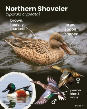 Northern Shoveler