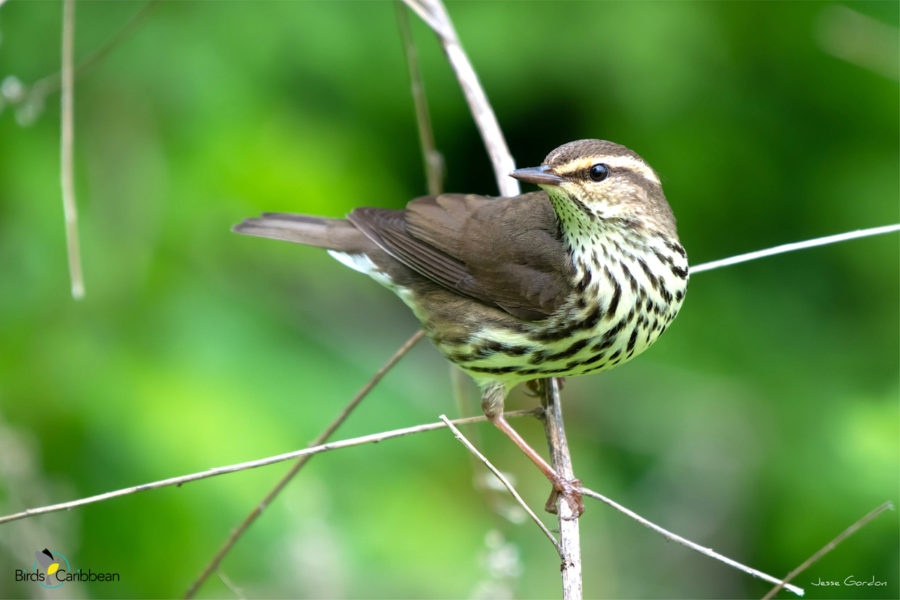Northern Waterthrush
