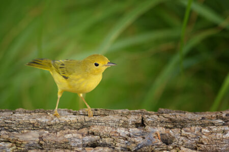 Female Northern Yellow Warbler perched on a log