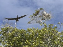 Pelicans seen during surveys at Cabo Rojo. (Photo by Nahira Arocho Hernandez)