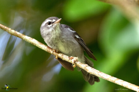 Plumbeous Warbler