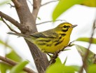 Their entire population of Prairie Warblers spends the winter either in the Caribbean or Florida, making this a very important region for the species. During the winter Prairie Warblers like to live in coastal dry forests, mangroves, woodlands, orchards, and coffee farms; they may even show up in your garden!