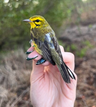 Prairie Warbler wearing a new Motus tag, attached with a leg loop harness, in Puerto Rico. (Photo by Holly Garrod)