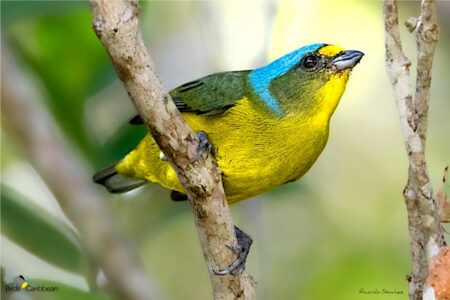 Female Puerto Rican Euphonia 