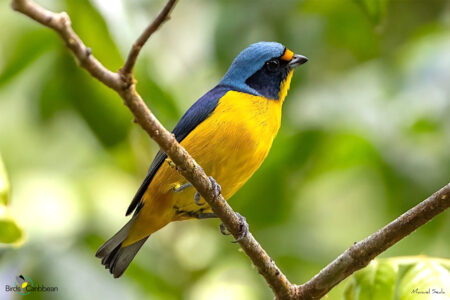 Male Puerto Rican Euphonia