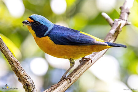 Male Puerto Rican Euphonia
