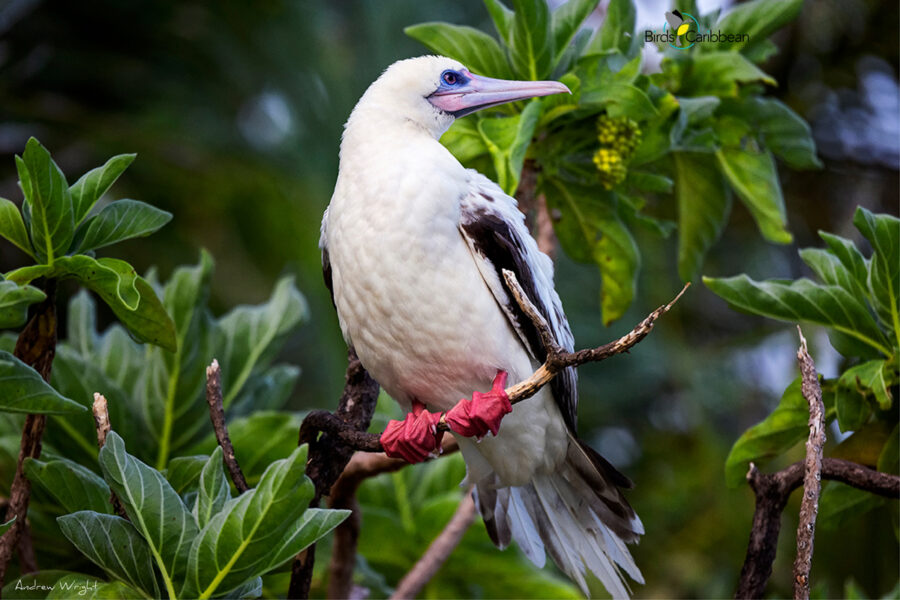 Red-footed Booby white morph