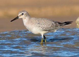 Red Knot in Barbados