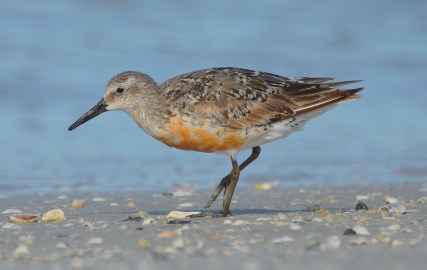 Red Knot in August molting from breeding plumage to plain winter plumage which is all gray. Red Knots have declined markedly in the last 25 years. Some Red Knots winter in the Caribbean; many use the islands as a refueling stop on their long journeys to South America. (photo by Hemant Kishan)