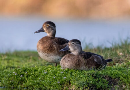 Female Ring-necked Ducks