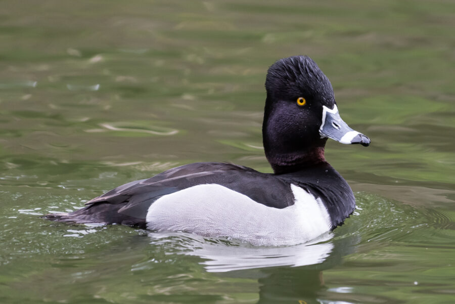 Male Ring-necked Duck