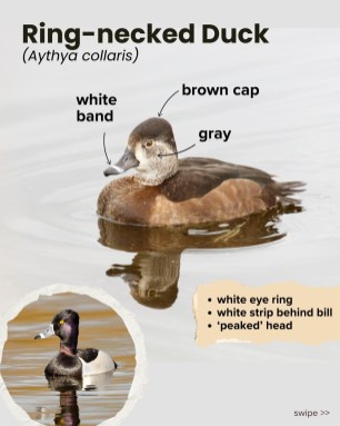 Ring-necked duck