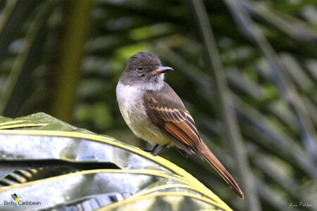 Rufous-tailed Flycatcher