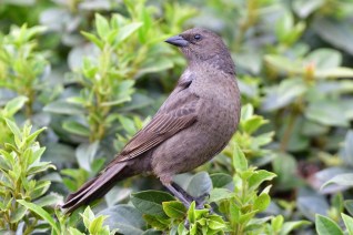 Photo of female Shiny Cowbird perched in tree.
