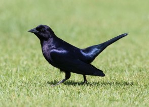 Side photo of Shiny Cowbird on lawn.