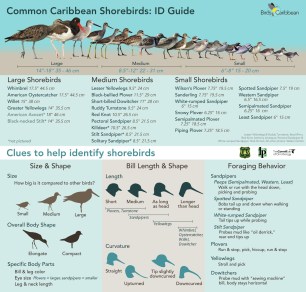 Shorebird Guide Page 1