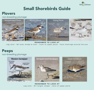 Shorebird Guide Page 2
