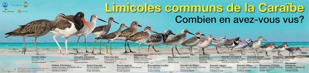 Shorebird_Poster_French_Large